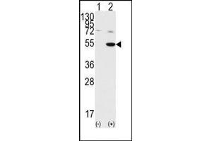 Image no. 1 for anti-Glycogen Synthase Kinase 3 alpha (GSK3a) (C-Term) antibody (ABIN360595) (GSK3 alpha antibody  (C-Term))
