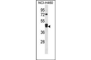 Western blot analysis of IDH3G Antibody (C-term) in NCI-H460 cell line lysates (35ug/lane).