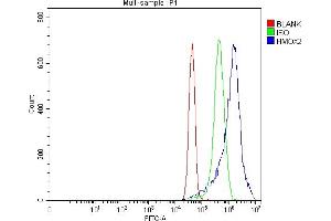 Flow Cytometry analysis of MCF-7 cells using anti-Heme oxygenase 2/HMOX2 antibody (ABIN7601766).