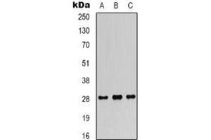 Western blot analysis of FGF18 expression in SW480 (A), SKOV3 (B), mouse heart (C) whole cell lysates. (FGF18 antibody  (C-Term))