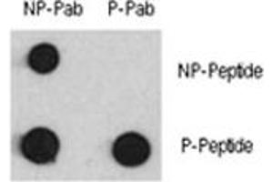 Dot blot analysis of phospho-MEF2C antibody and MEF2C nonphos pAb. (MEF2C antibody  (pSer387))