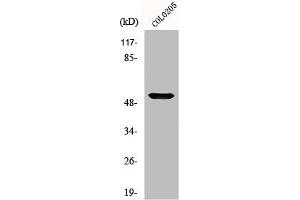 Western Blot analysis of COLO205 cells using Melanopsin Polyclonal Antibody (OPN4 antibody  (C-Term))