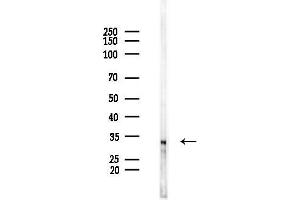 Western blot analysis of lysates from PC12 cells(UV 30 min treatment), using MAGF1 Antibody at 1/1000 dilution.
