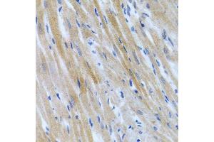 Immunohistochemistry of paraffin-embedded rat heart using BMP3 antibody. (BMP3 antibody  (AA 243-472))