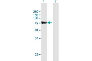 Western Blot analysis of SP100 expression in transfected 293T cell line by SP100 MaxPab polyclonal antibody.