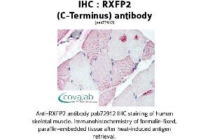 Image no. 1 for anti-Relaxin/insulin-Like Family Peptide Receptor 2 (RXFP2) (C-Term) antibody (ABIN1738987) (RXFP2 antibody  (C-Term))
