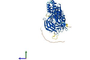 AlphaFold protein structure predicition of Mouse Recombinant Keap1 Protein, UniprotID Q9Z2X8 (KEAP1 Protein (AA 1-624) (His tag))