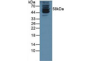 Western blot analysis of Human K562 Cells.