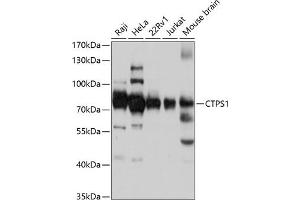 Western blot analysis of extracts of various cell lines, using CTPS1 antibody (ABIN1679408, ABIN3018132, ABIN3018133 and ABIN6220375) at 1:3000 dilution. (CTP Synthase antibody  (AA 402-591))