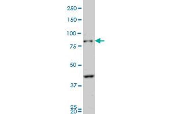 PCDHB10 antibody  (AA 27-125)