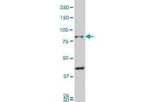 PCDHB10 anticorps  (AA 27-125)