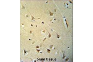 P2R3C Antibody immunohistochemistry analysis in formalin fixed and paraffin embedded human brain tissue followed by peroxidase conjugation of the secondary antibody and DAB staining. (PPP2R3C antibody  (N-Term))