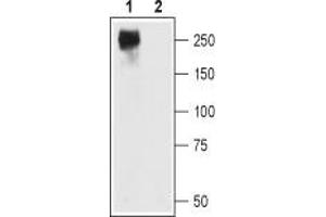 Western blot analysis of CaV1. (CACNA1C antibody  (Intracellular))