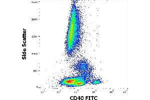 Flow cytometry surface staining pattern of human peripheral whole blood stained using anti-human CD40 (HI40a) FITC antibody (20 μL reagent / 100 μL of peripheral whole blood). (CD40 antibody  (FITC))