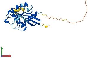 Protein Structure (PS) image for RAB10, Member RAS Oncogene Family (RAB10) (AA 1-200) protein (His tag) (ABIN7555132)