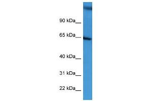 WB Suggested Anti-BCAM Antibody Titration: 0. (BCAM antibody  (C-Term))