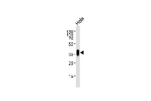 Western blot analysis of lysate from Hela cell line, using FOLR1 Antibody (N-term) (ABIN654650 and ABIN2844346). (FOLR1 antibody  (N-Term))
