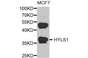Western blot analysis of extract of various cells, using HYLS1 antibody. (HYLS1 antibody)