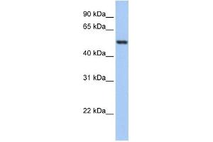 GSR antibody used at 1 ug/ml to detect target protein.