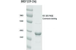Recombinant BRD7 (129-236), GST-tag protein gel.