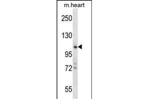 ZCCHC14 Antibody (Center) (ABIN657576 and ABIN2846580) western blot analysis in mouse heart tissue lysates (35 μg/lane). (ZCCHC14 antibody  (AA 420-449))