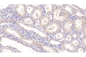 Detection of EGF in Human Kidney Tissue using Monoclonal Antibody to Epidermal Growth Factor (EGF) (EGF antibody  (AA 609-751))