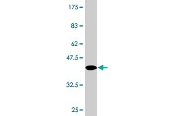 HESX Homeobox 1 antibody  (AA 1-110)