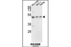 Western blot analysis of in NCI-H460, MCF-7, A2058 cell line lysates (35ug/lane) (PDIA6 antibody  (AA 236-264))