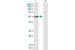 Western Blot analysis of GK expression in transfected 293T cell line by GK MaxPab polyclonal antibody. (Glycerol Kinase antibody  (AA 1-524))