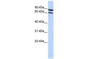 Image no. 1 for anti-Solute Carrier Family 6 (Neutral Amino Acid Transporter), Member 15 (SLC6A15) (AA 180-229) antibody (ABIN6740852) (SLC6A15 antibody  (AA 180-229))