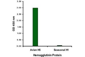 ELISA analysis of Influenza A virus Hemagglutinin H5 protein with 2 ug/mL Influenza A virus Hemagglutinin H5 monoclonal antibody, clone 1E6A7 . (Hemagglutinin antibody  (Internal Region))