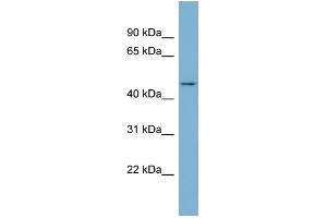 WB Suggested Anti-ENOSF1 Antibody Titration: 0. (ENOSF1 antibody  (N-Term))