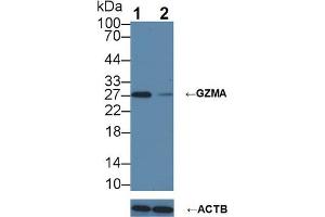 Knockout Varification: Lane 1: Wild-type Jurkat cell lysate; Lane 2: GZMA knockout Jurkat cell lysate; Predicted MW: 29kDa Observed MW: 27kDa Primary Ab: 5µg/ml Rabbit Anti-Mouse GZMA Antibody Second Ab: 0.