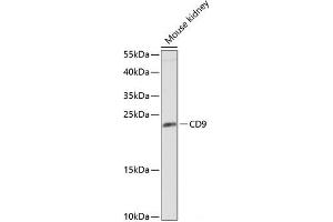 Western blot analysis of extracts of Mouse kidney using CD9 Polyclonal Antibody at dilution of 1:1000. (CD9 antibody)