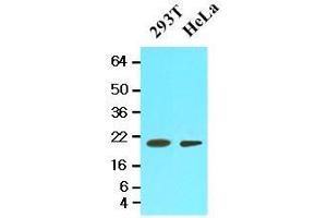Cell lysates of 293T and HeLa (20 ug) were resolved by SDS-PAGE, transferred to nitrocellulose membrane and probed with anti-human PPIF (1:500).