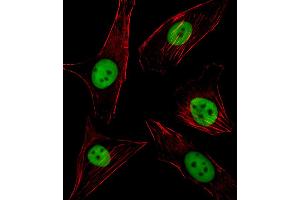 Fluorescent image of NIH/3T3 cell stained with SPI1 Antibody . (SPI1 antibody  (C-Term))