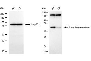 Western blotting analysis using phosphoglucomutase 1 antibody (ABIN7799805). (Recombinant Phosphoglucomutase 1 antibody)