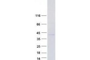 Validation with Western Blot (NFYC Protein (Transcript Variant 4) (Myc-DYKDDDDK Tag))