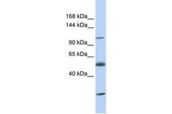 SLC39A10 anticorps  (AA 36-85)