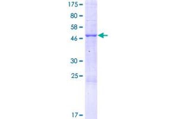 PEBP4 Protein (AA 1-223) (GST tag)