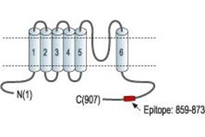 Representative domain view of the target of ABIN7043510.
