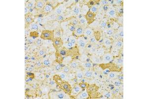 Immunohistochemistry of paraffin-embedded rat liver using OXA1L antibody (ABIN1980316) at dilution of 1:100 (40x lens).