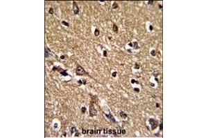 Formalin-fixed and paraffin-embedded human brain tissue reacted with PRDX2 Antibody (Center), which was peroxidase-conjugated to the secondary antibody, followed by DAB staining. (Peroxiredoxin 2 antibody  (AA 98-127))