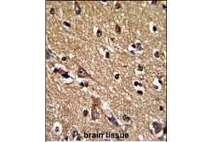 Formalin-fixed and paraffin-embedded human brain tissue reacted with PRDX2 Antibody (Center), which was peroxidase-conjugated to the secondary antibody, followed by DAB staining. (Peroxiredoxin 2 antibody  (AA 98-127))