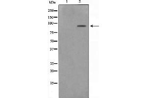 Western blot analysis on NIH-3T3 cell lysate using ZNF287 Antibody，The lane on the left is treated with the antigen-specific peptide.