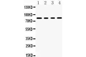 Western Blotting (WB) image for anti-Sp4 Transcription Factor (SP4) (AA 592-620), (C-Term) antibody (ABIN3043351) (SP4 antibody  (C-Term))