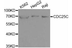 Western blot analysis of extracts of various cell lines, using CDC25C antibody. (CDC25C antibody)