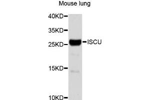Western blot analysis of extracts of mouse lung, using ISCU antibody (ABIN1873282). (ISCU antibody)