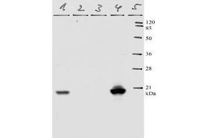 Western-Blot analysis of HPV-11 E7 protein. (Human Papilloma Virus 11 E7 (HPV-11 E7) (AA 36-70) antibody)