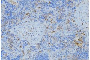 ABIN6276774 at 1/100 staining Human lymph node tissue by IHC-P. (TFPI antibody  (Internal Region))